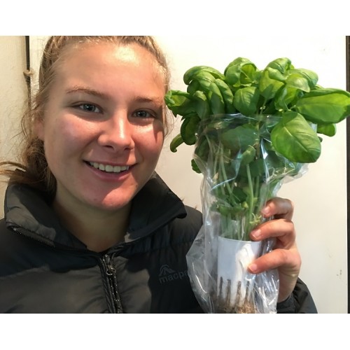 SPRAY FREE BASIL Grown In Katikati 